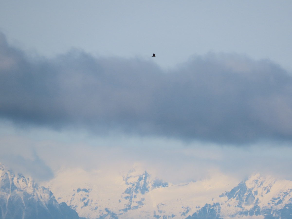 Northern Harrier - Laura Burke