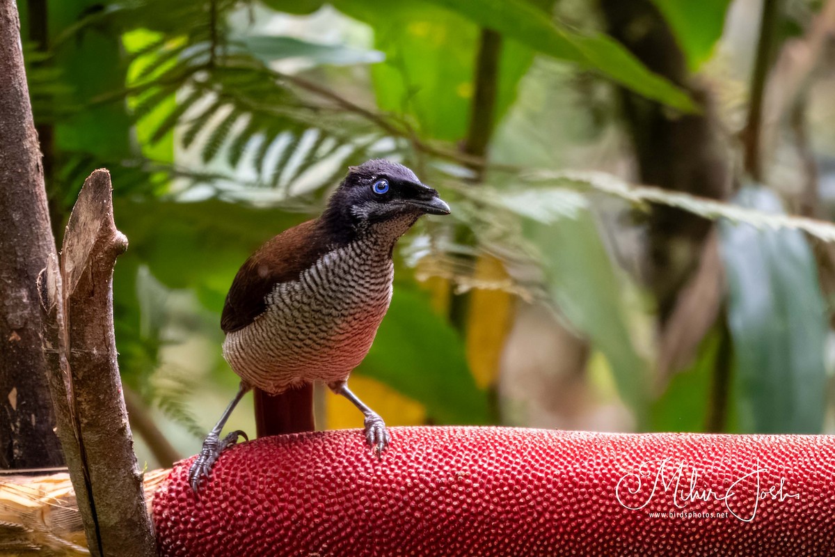 Western Parotia - ML609782067