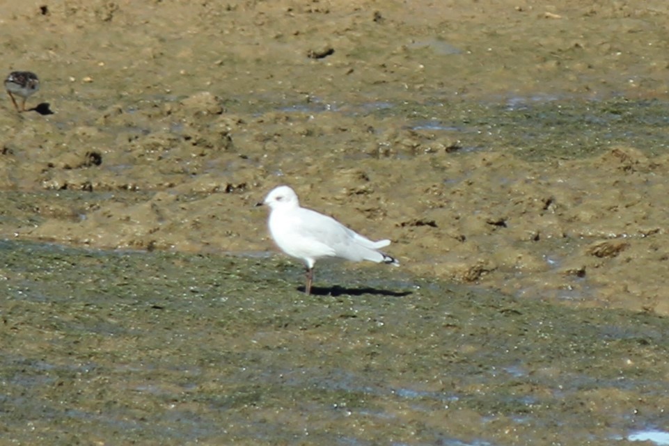 Gaviota Cabecinegra - ML609782192