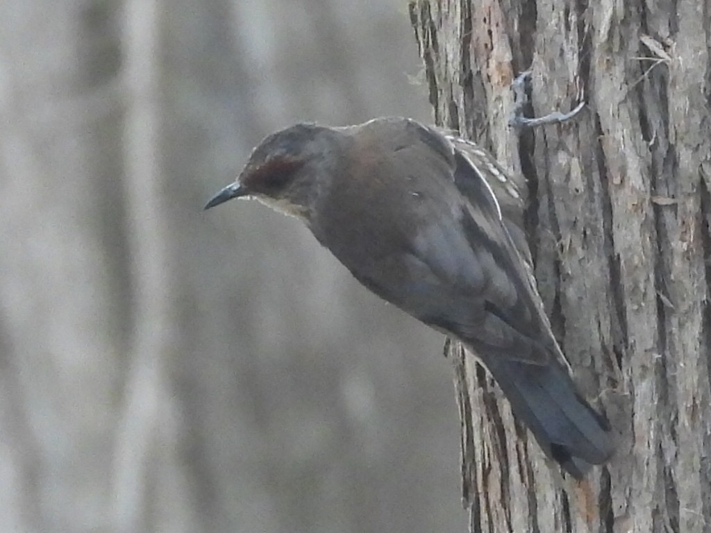 Red-browed Treecreeper - ML609782208