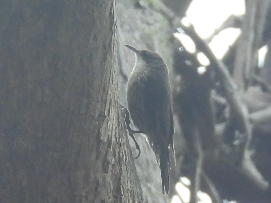 Red-browed Treecreeper - ML609782211