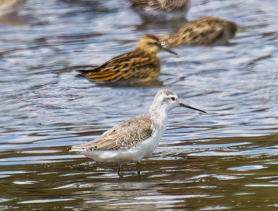 Marsh Sandpiper - ML609782255