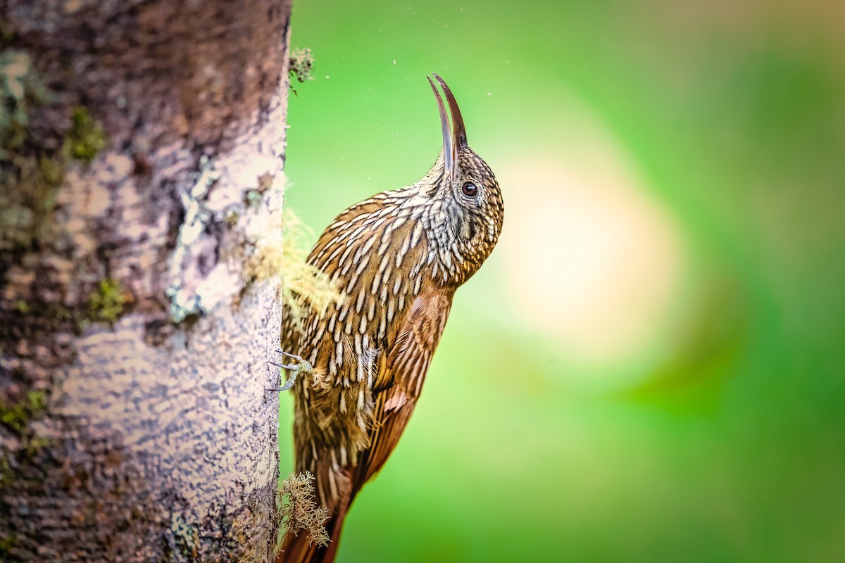 Montane Woodcreeper - ML609782310