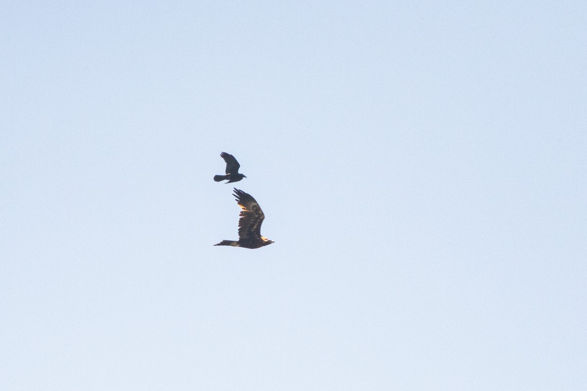 Wedge-tailed Eagle - ML609782315