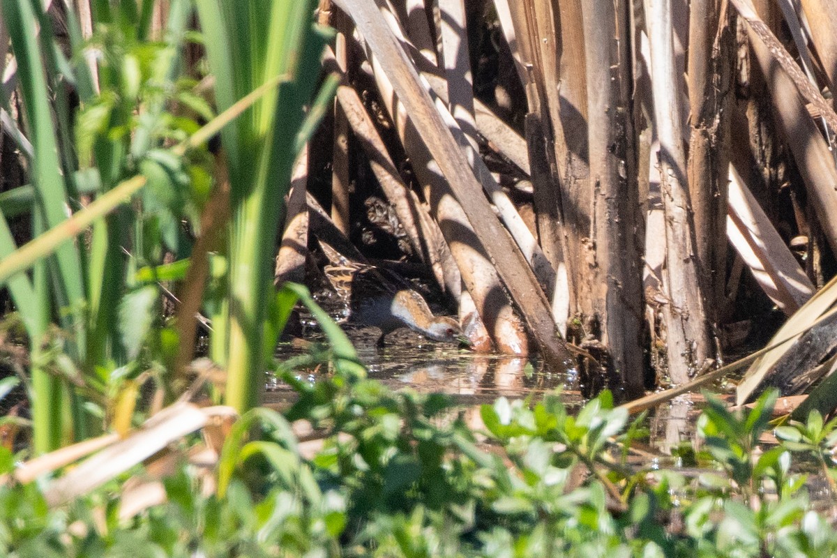 Baillon's Crake - ML609782326