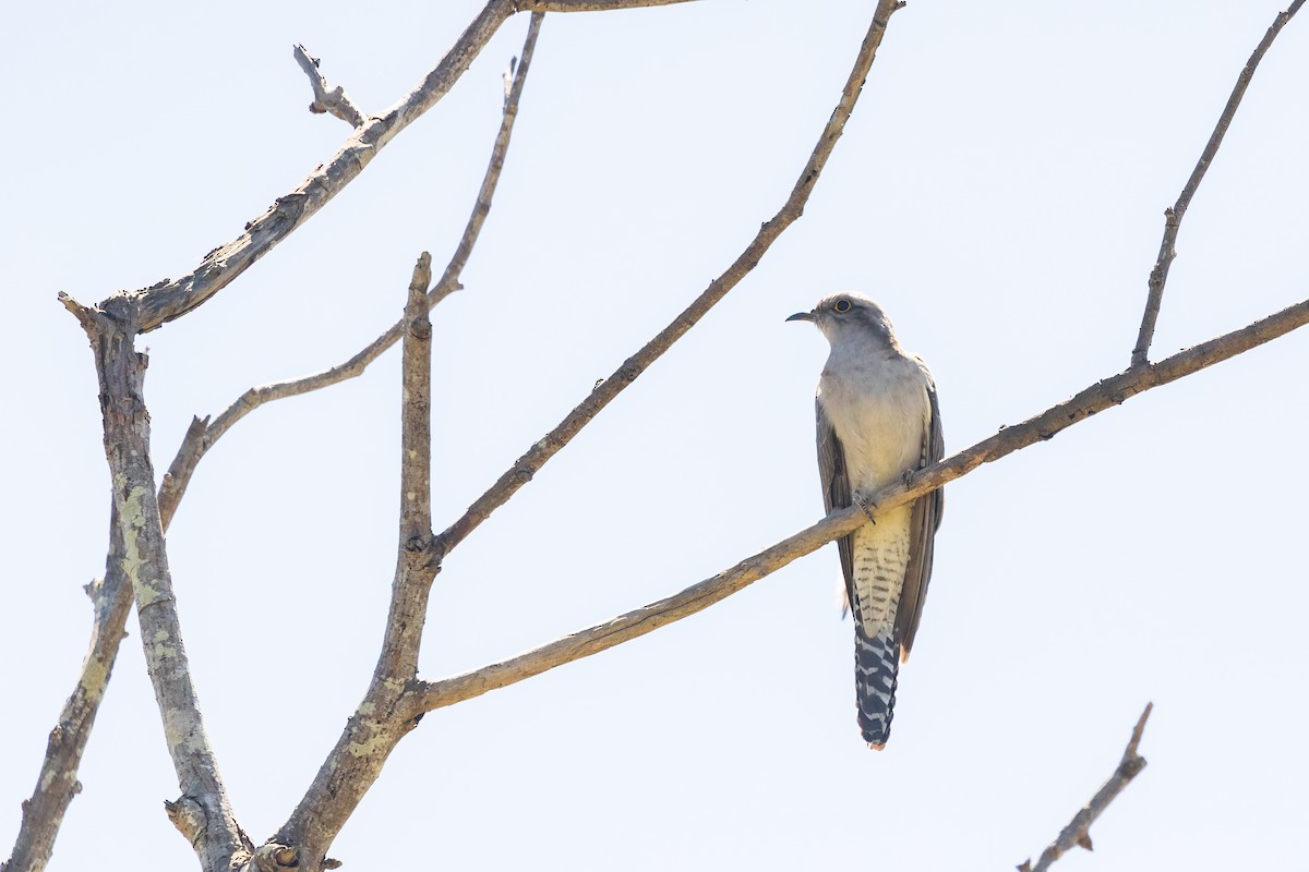 Pallid Cuckoo - ML609782333