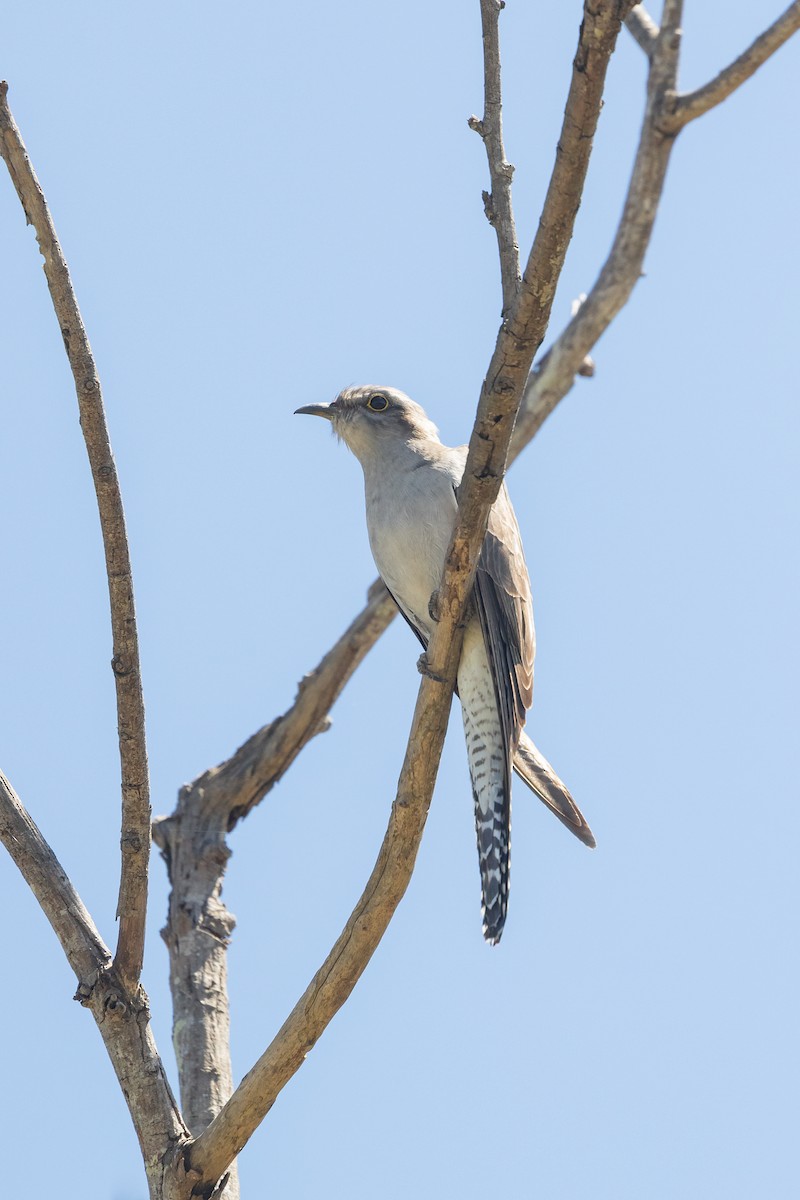 Pallid Cuckoo - ML609782334