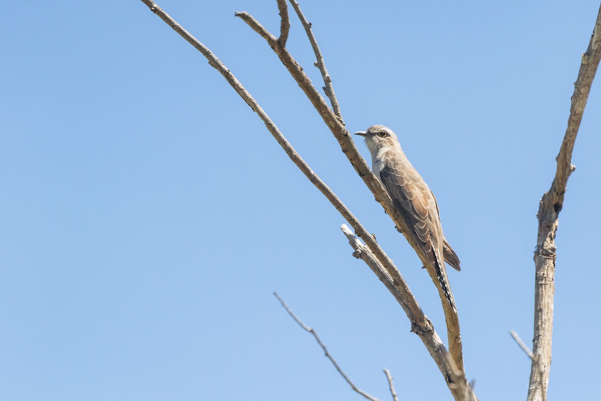 Pallid Cuckoo - ML609782335