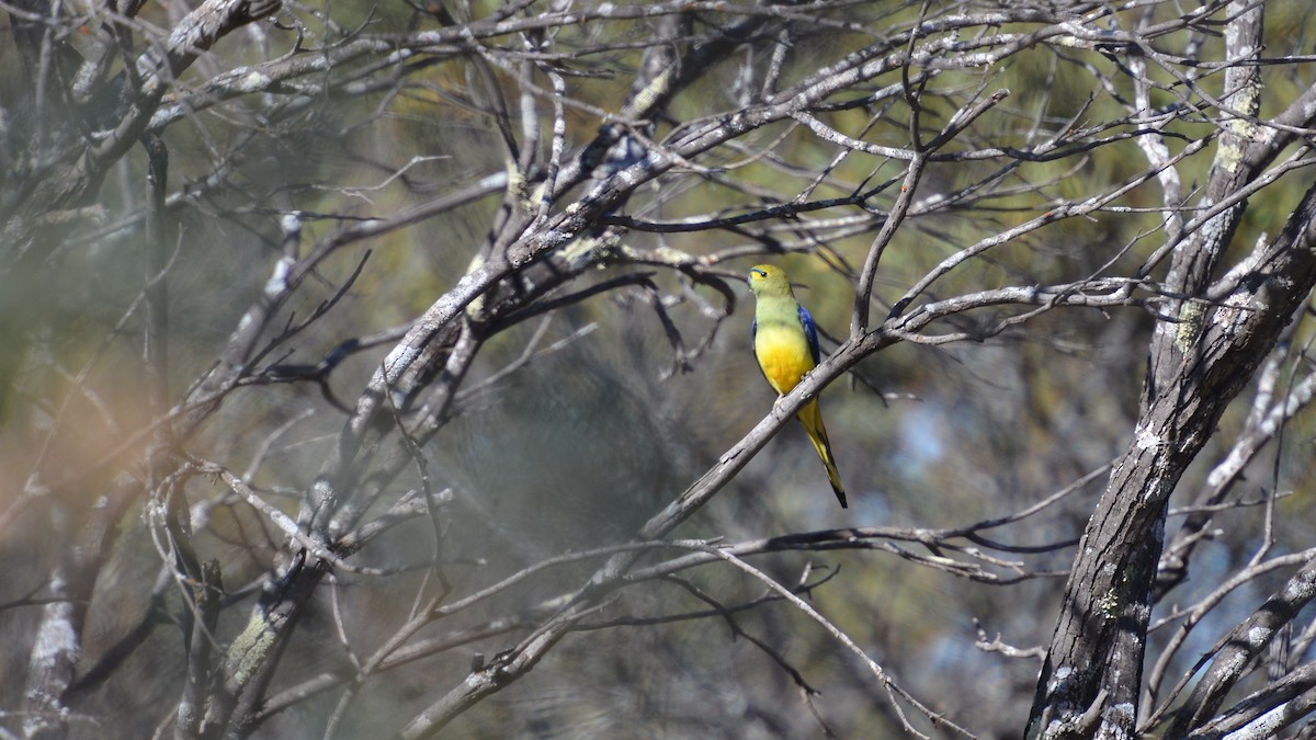 Blue-winged Parrot - ML609782355