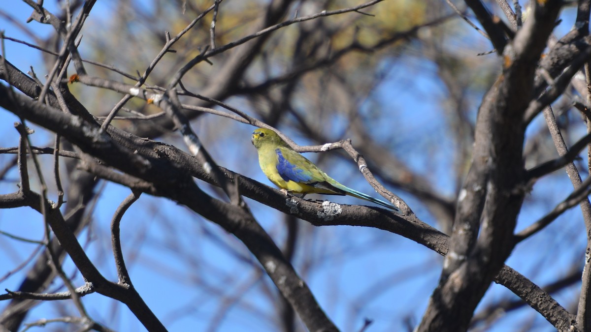 Blue-winged Parrot - ML609782356