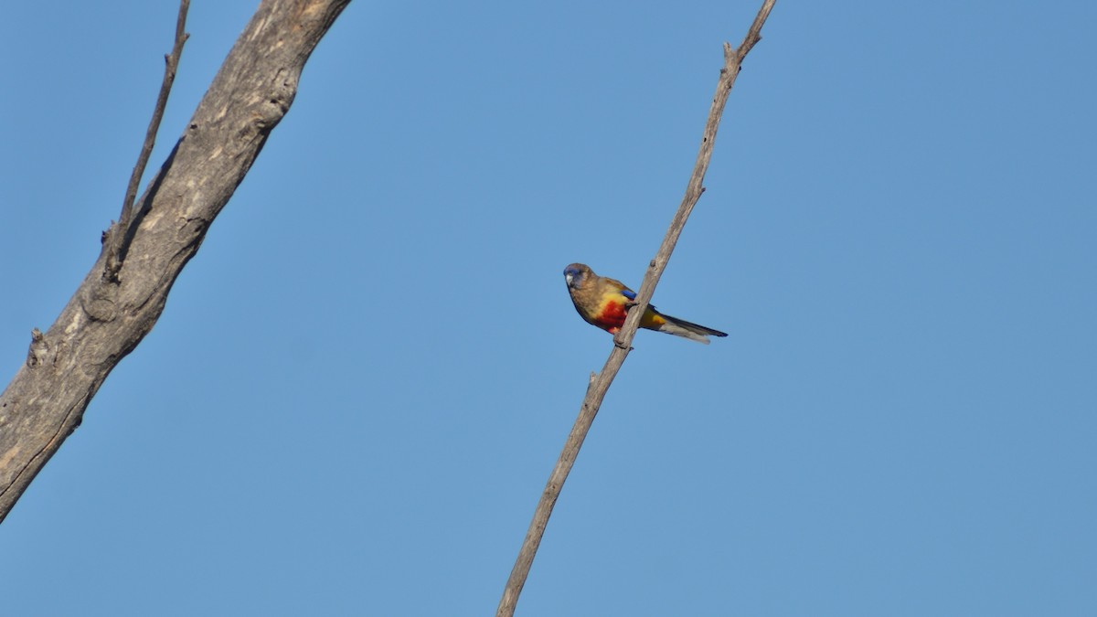 Perico Cariazul - ML609782364