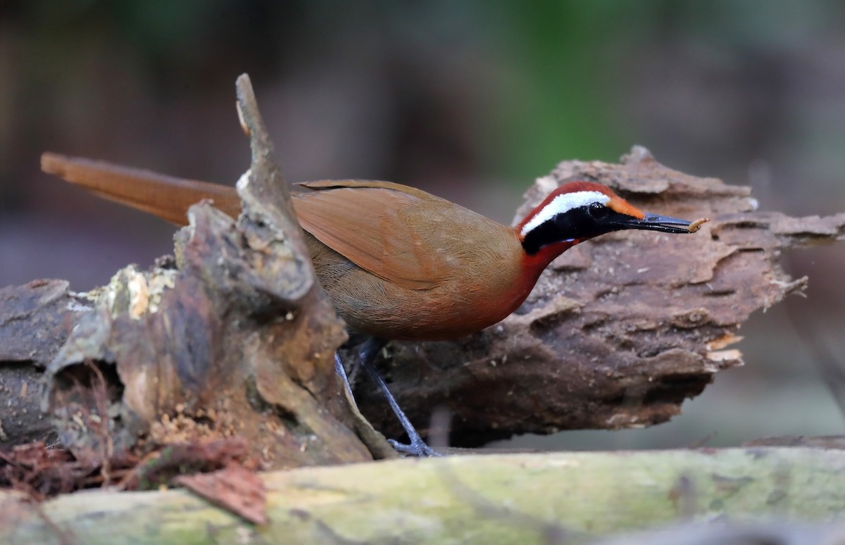 Malaysian Rail-babbler - sheau torng lim