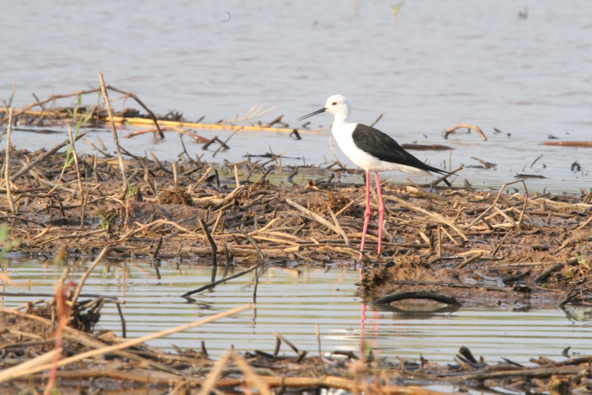 Black-winged Stilt - ML609782406