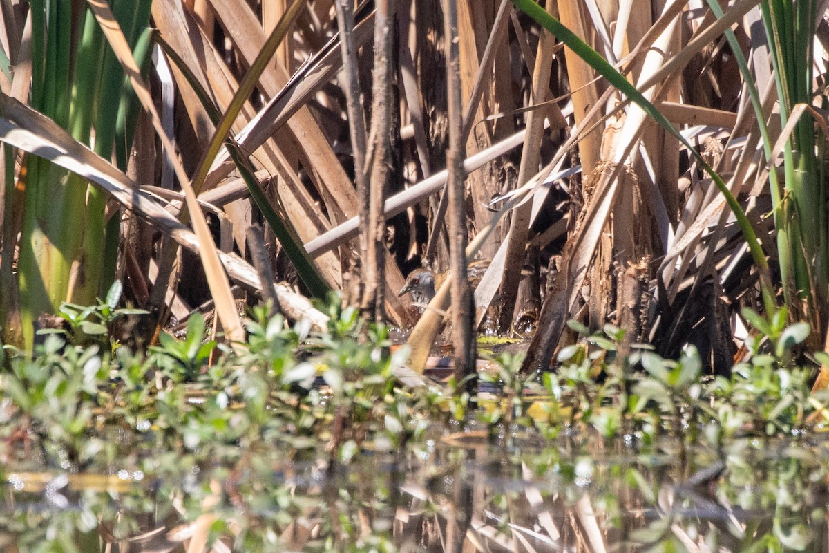 Baillon's Crake - ML609782442