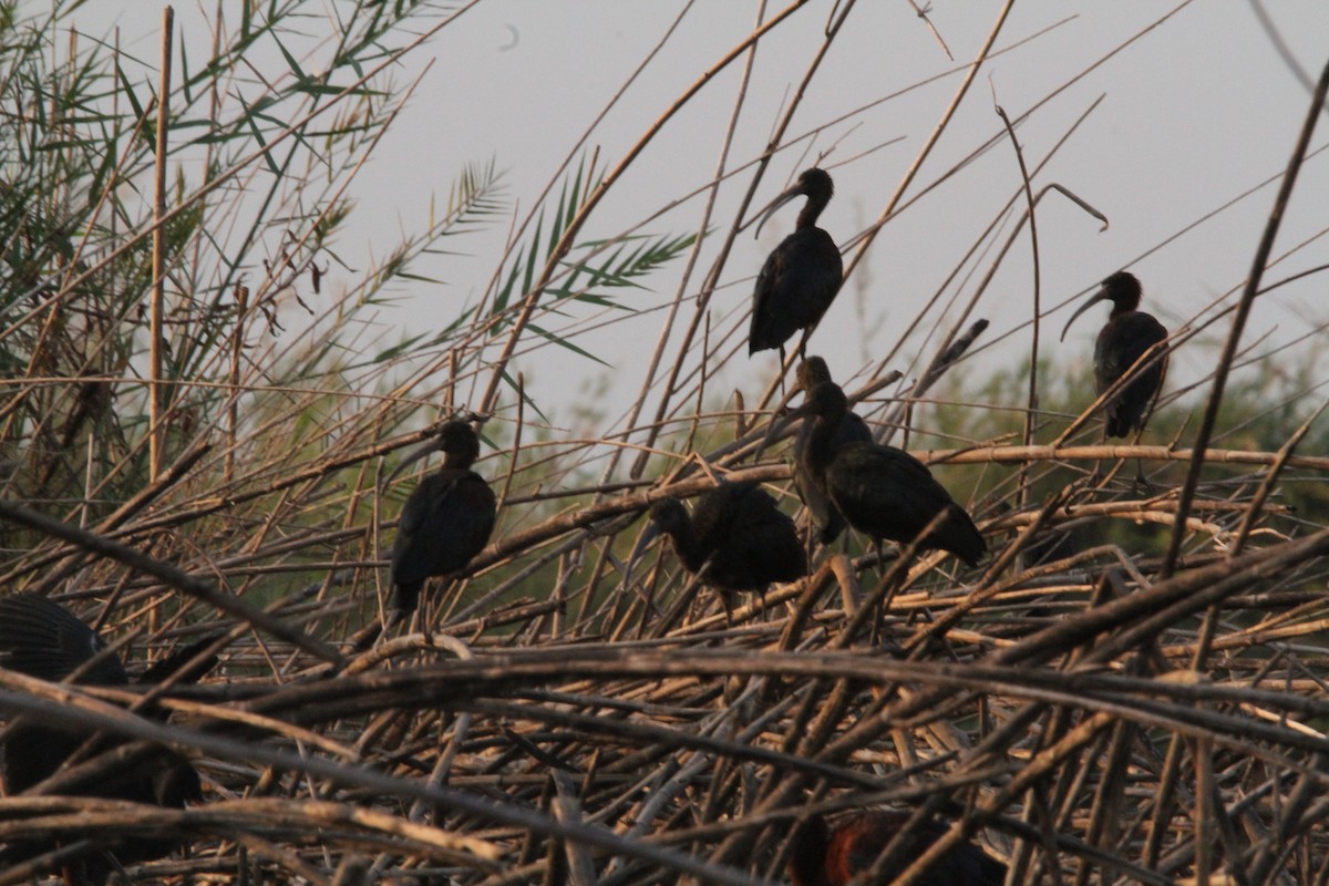 ibis hnědý - ML609782480