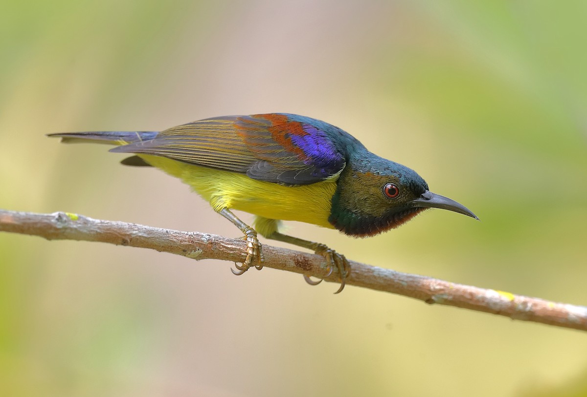 Brown-throated Sunbird - ML609782571