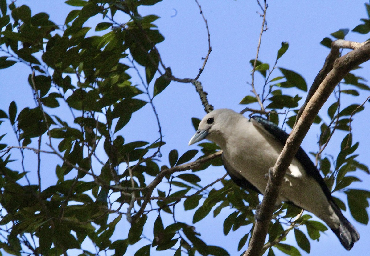 White-headed Vanga - ML609782583