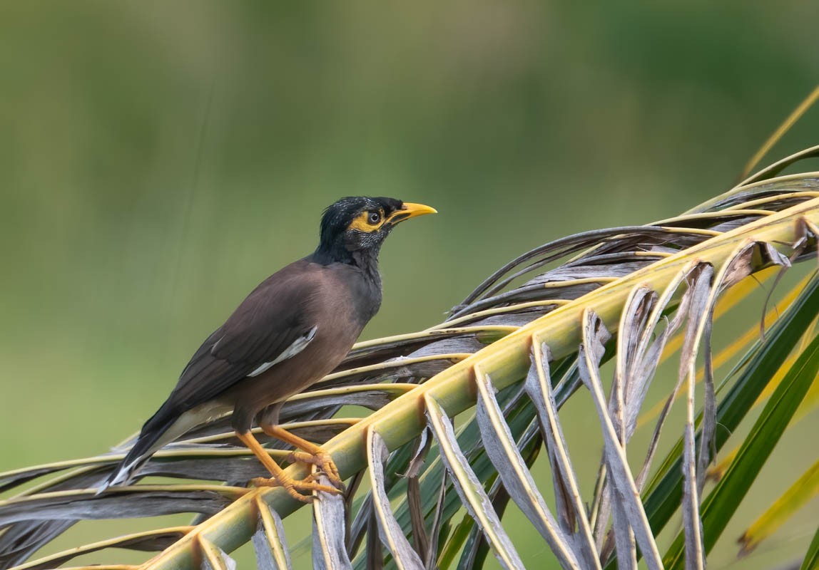 Common Myna - Helmut Wehowsky