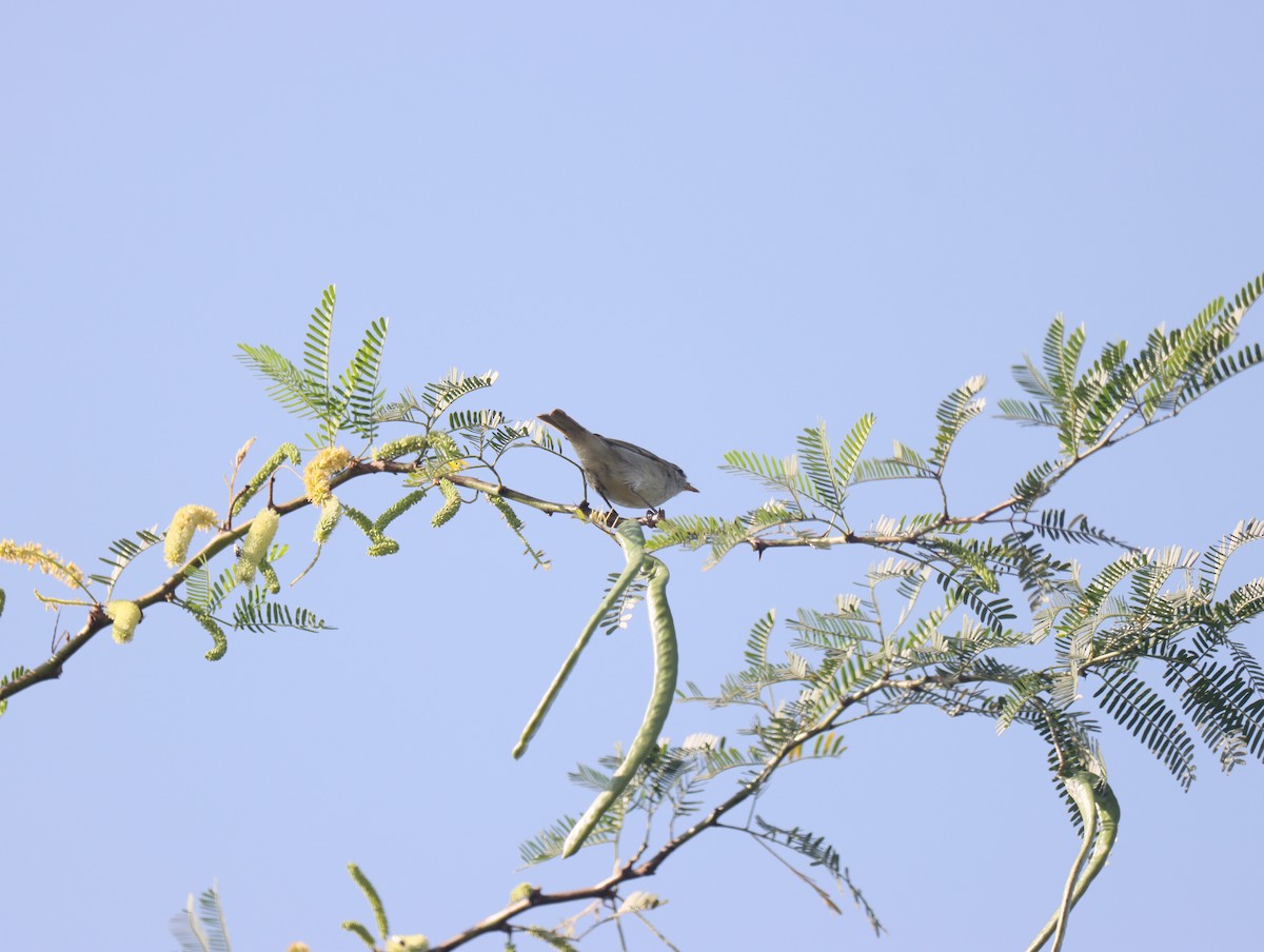 Green Warbler - KARTHIKEYAN R