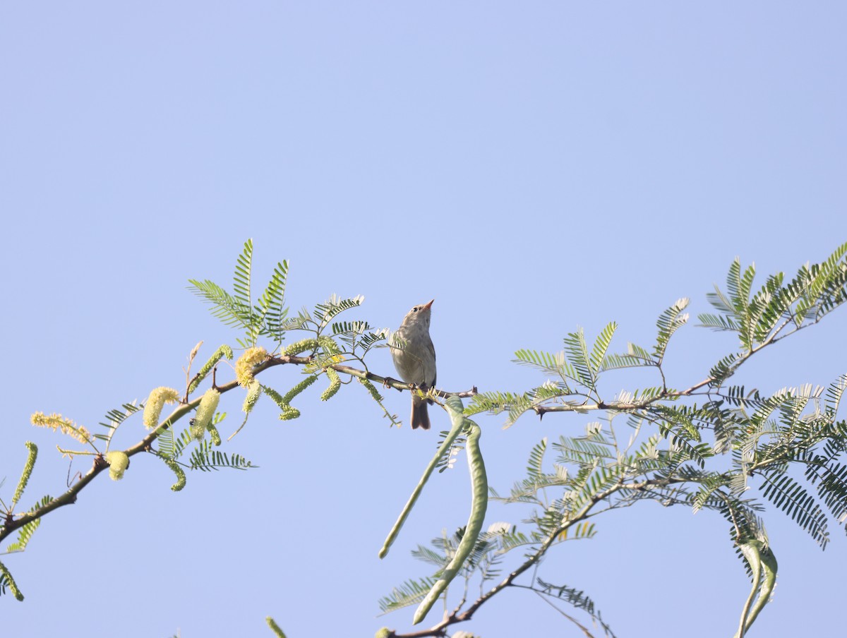 Green Warbler - KARTHIKEYAN R