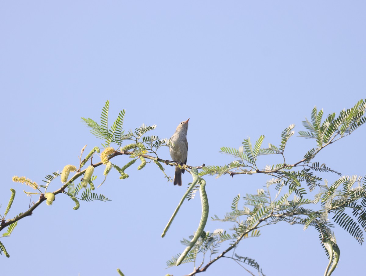 Green Warbler - KARTHIKEYAN R