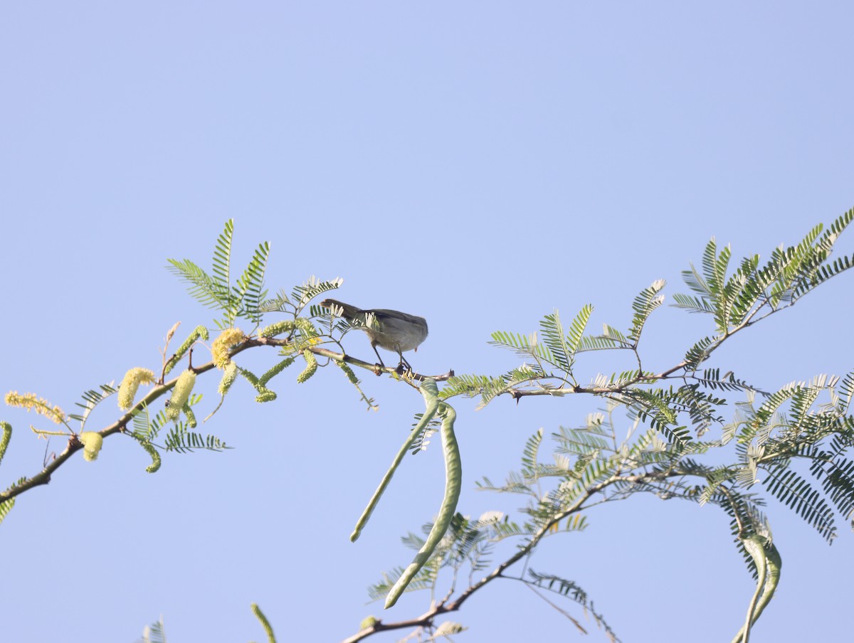 עלווית הרים - ML609782669