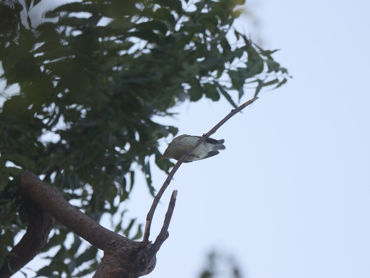 Green Warbler - KARTHIKEYAN R