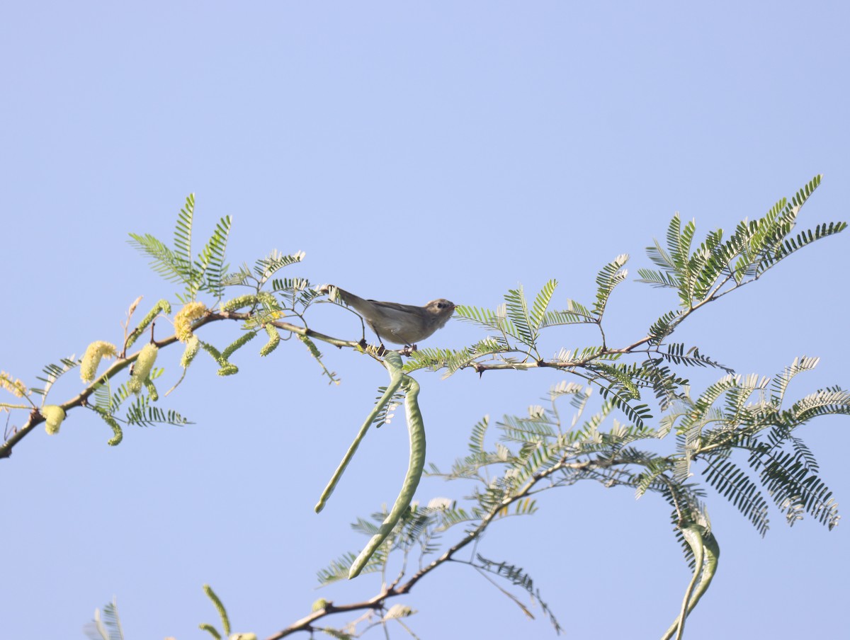 עלווית הרים - ML609782674