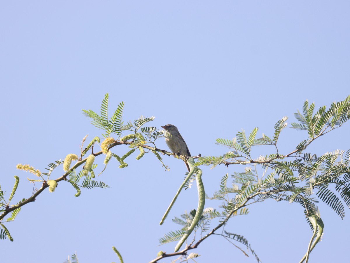 Green Warbler - KARTHIKEYAN R