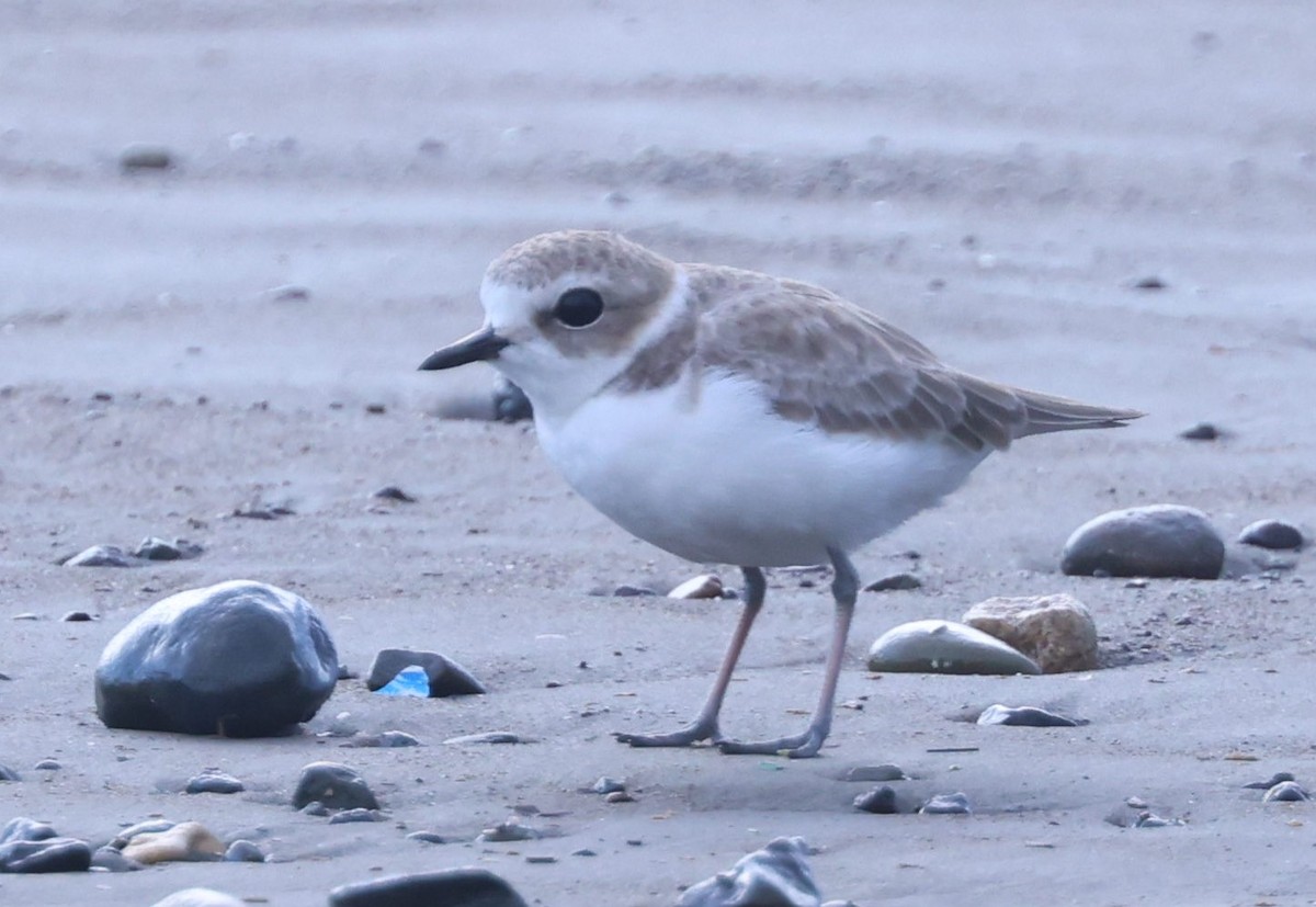 Snowy Plover - ML609782756