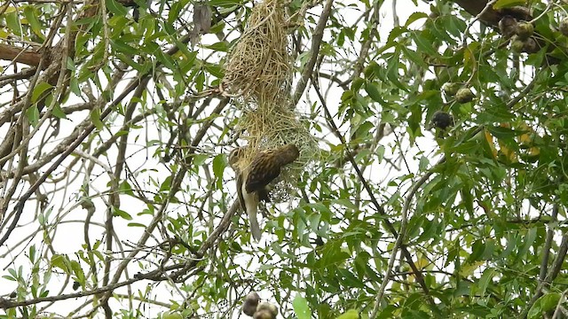 Baya Weaver - ML609782802