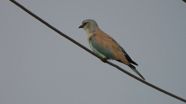 European Roller - ML609782816