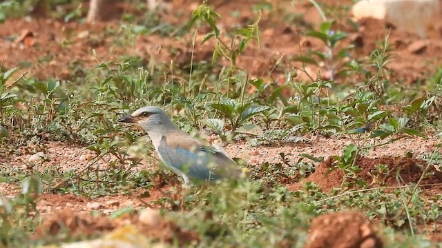 European Roller - ML609782817