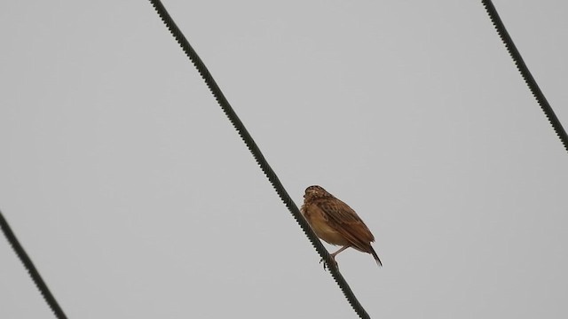 Jerdon's Bushlark - ML609782834