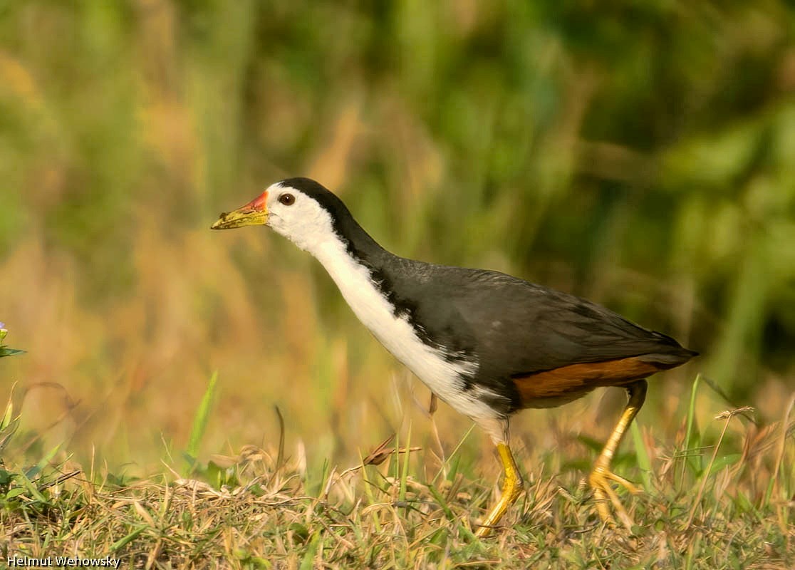 White-breasted Waterhen - Helmut Wehowsky