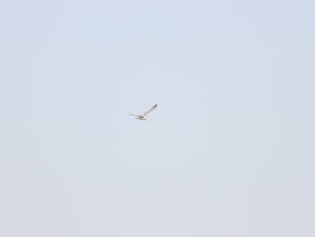 Gull-billed Tern - ML609783018