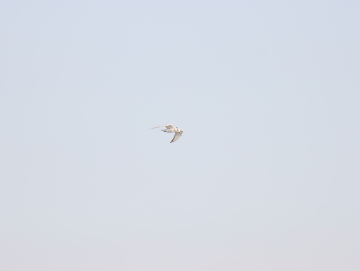 Gull-billed Tern - ML609783019