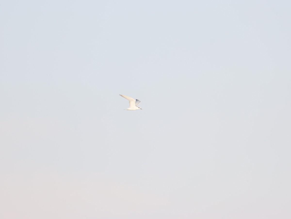 Gull-billed Tern - ML609783020