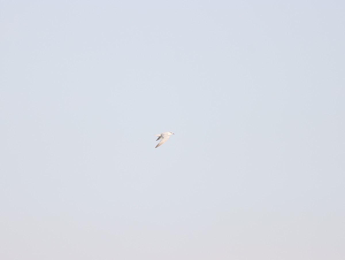 Gull-billed Tern - ML609783023