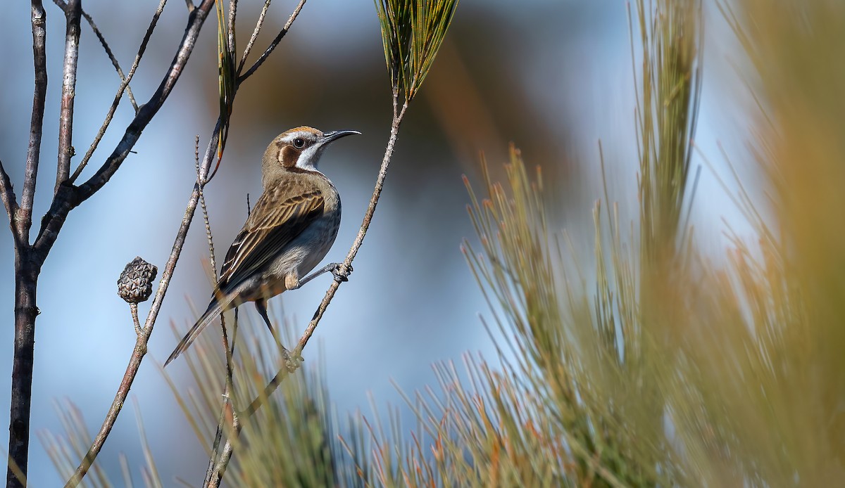 Tawny-crowned Honeyeater - Martin Anderson