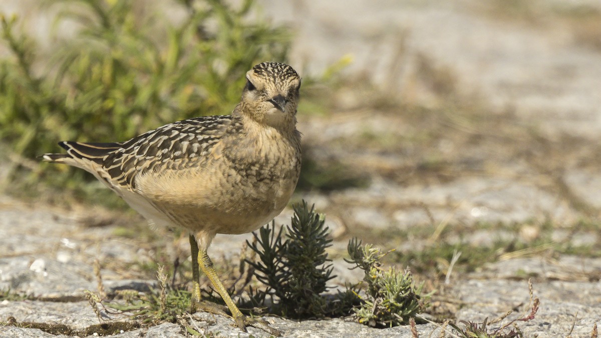 Eurasian Dotterel - ML609783032