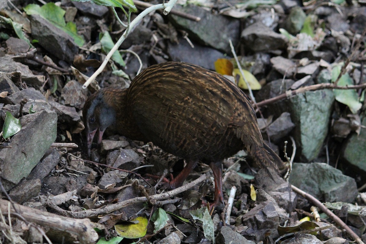 Rascón Weka - ML609783168