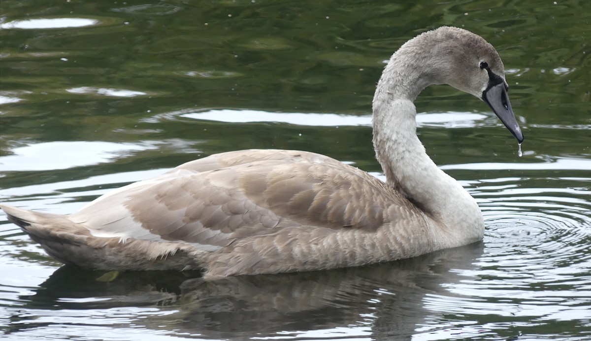 Mute Swan - Lluís Casilari