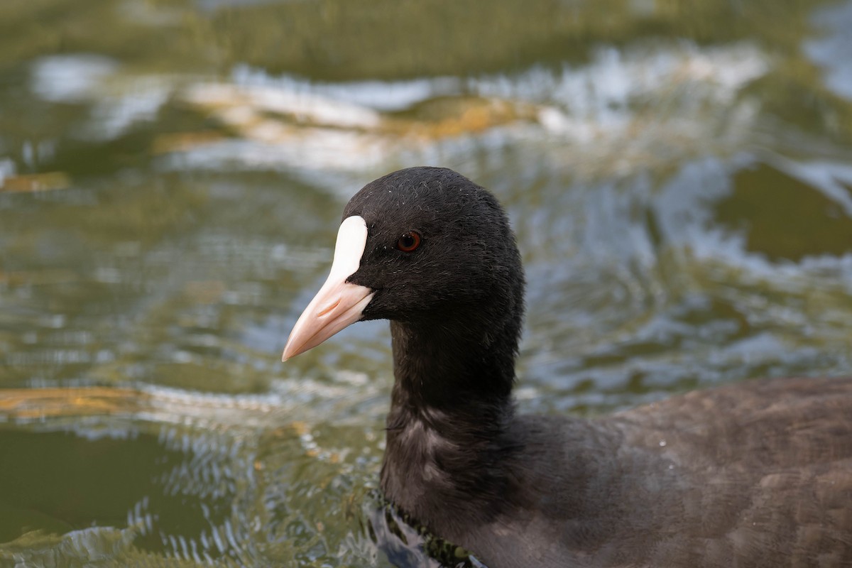 Eurasian Coot - ML609783197