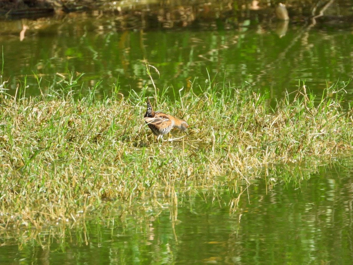 Baillon's Crake - David Flumm