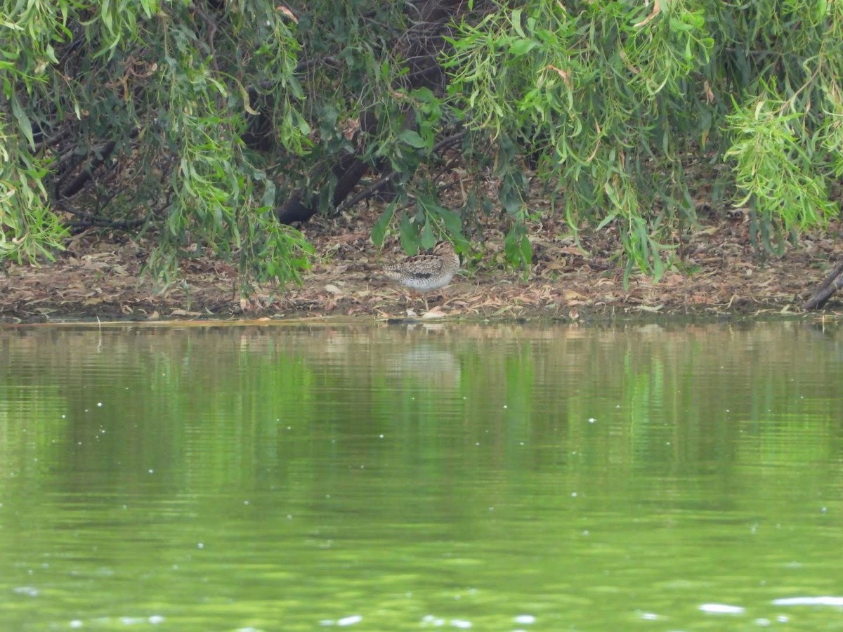 Latham's Snipe - David Flumm