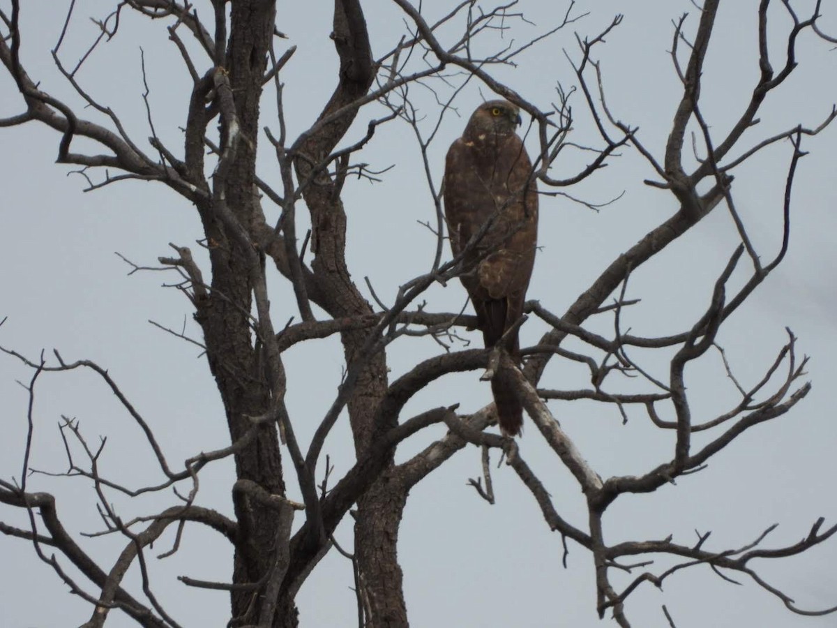 Brown Goshawk - David Flumm