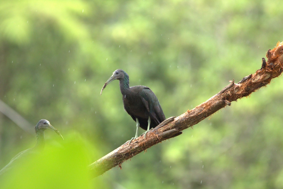 ibis zelený - ML609783358