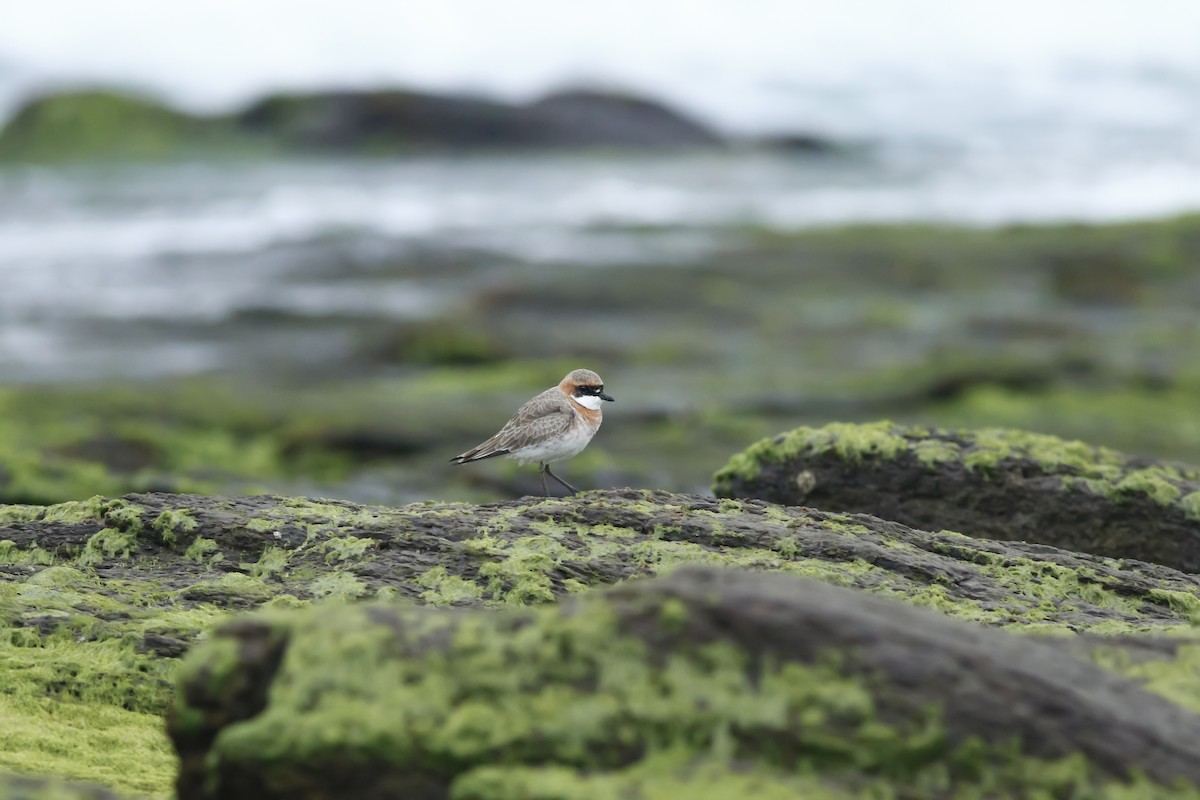 Siberian/Tibetan Sand-Plover - ML609783404