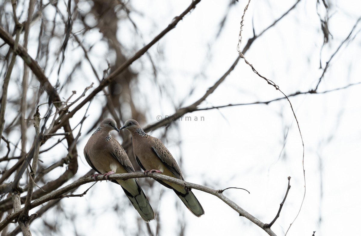 Spotted Dove - ML609783425